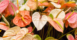 multicolored anthuriums