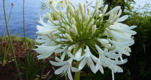 White globe of agapanthus flowers