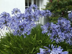 Blue agapanthus in bloom