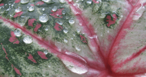 Caladium Leaf with raindrops