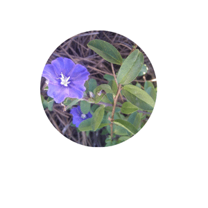 Close up of Blue Daze flower and foliage