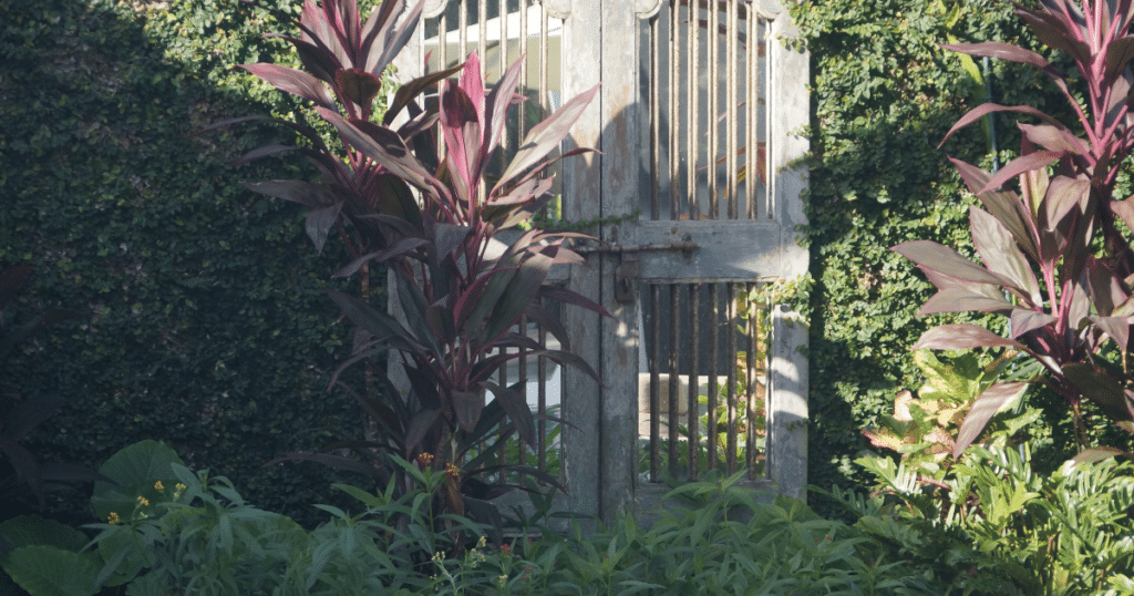 A door you can look through. Or can you?
