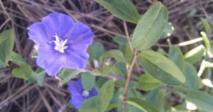 a clear view of the blue bloom