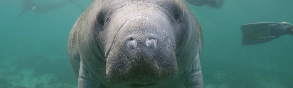 Florida Manatee