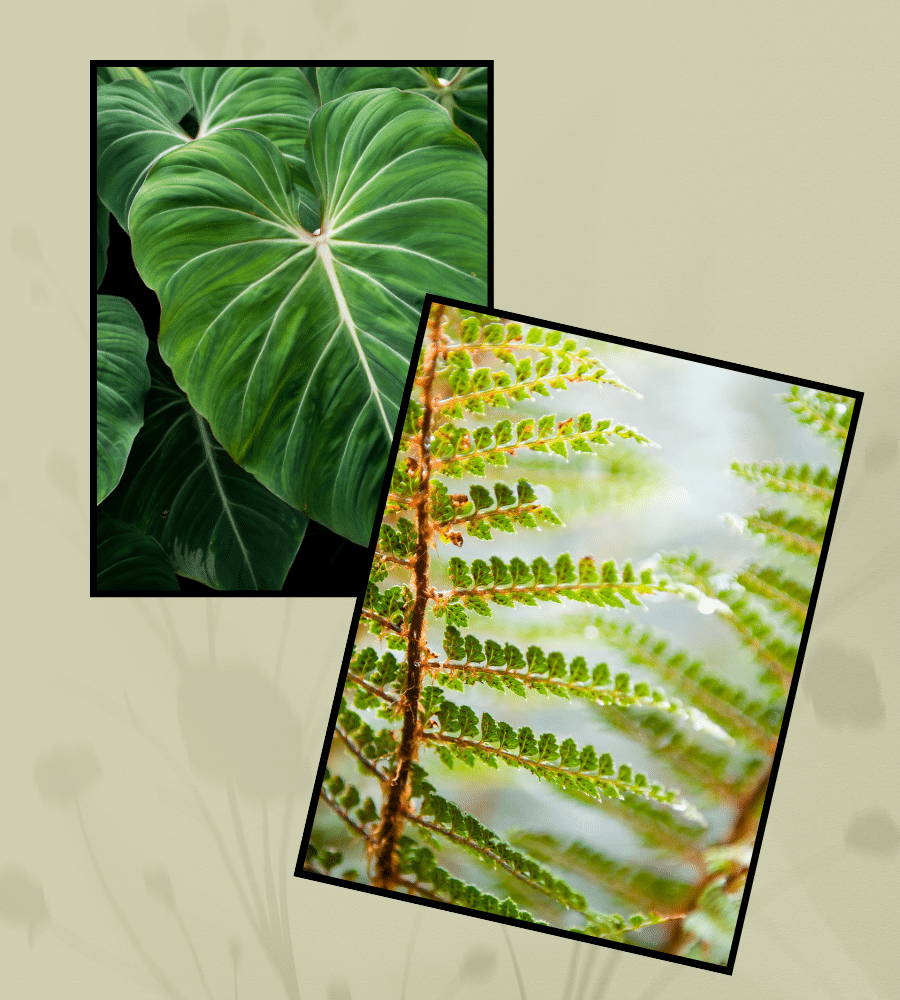A large smooth leaf and a fine fern for contrast