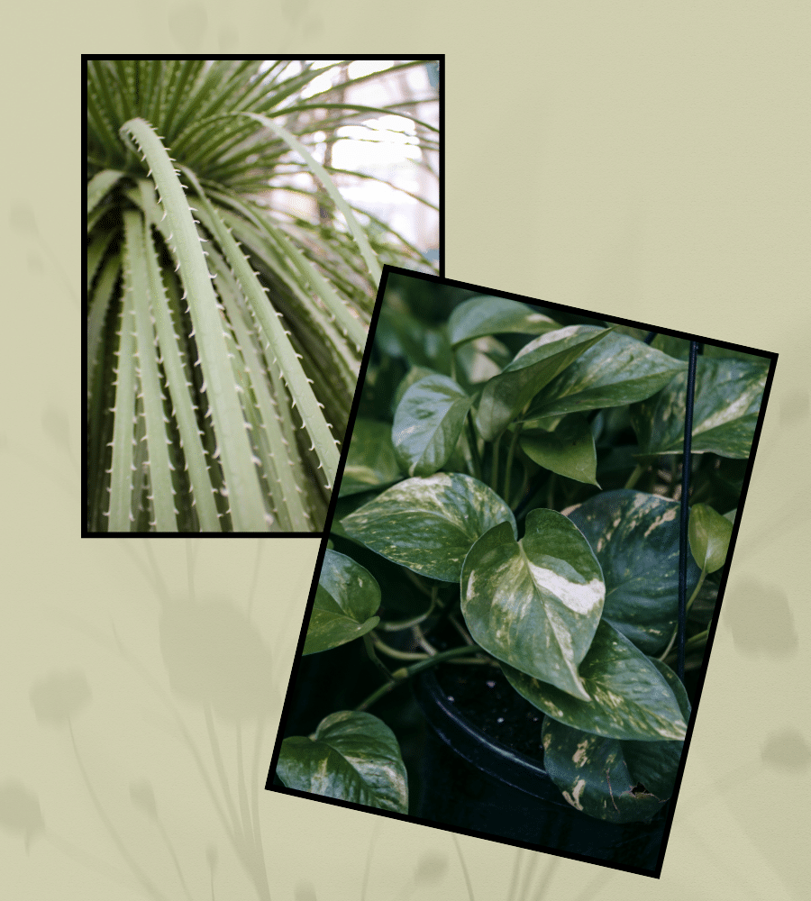 Touch these foliage elements. Thin and sharp and soft and smooth