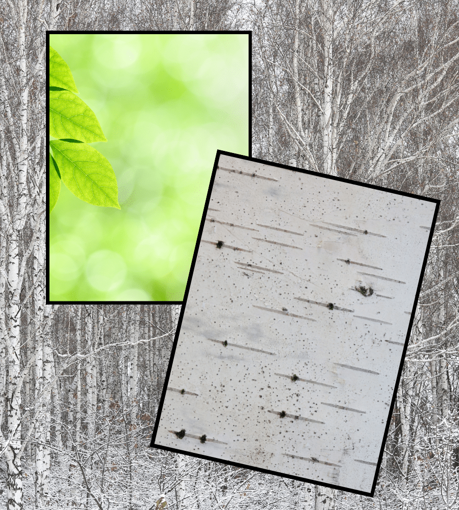 seasonal textures from tiny new leaves and winter birch bark peeling