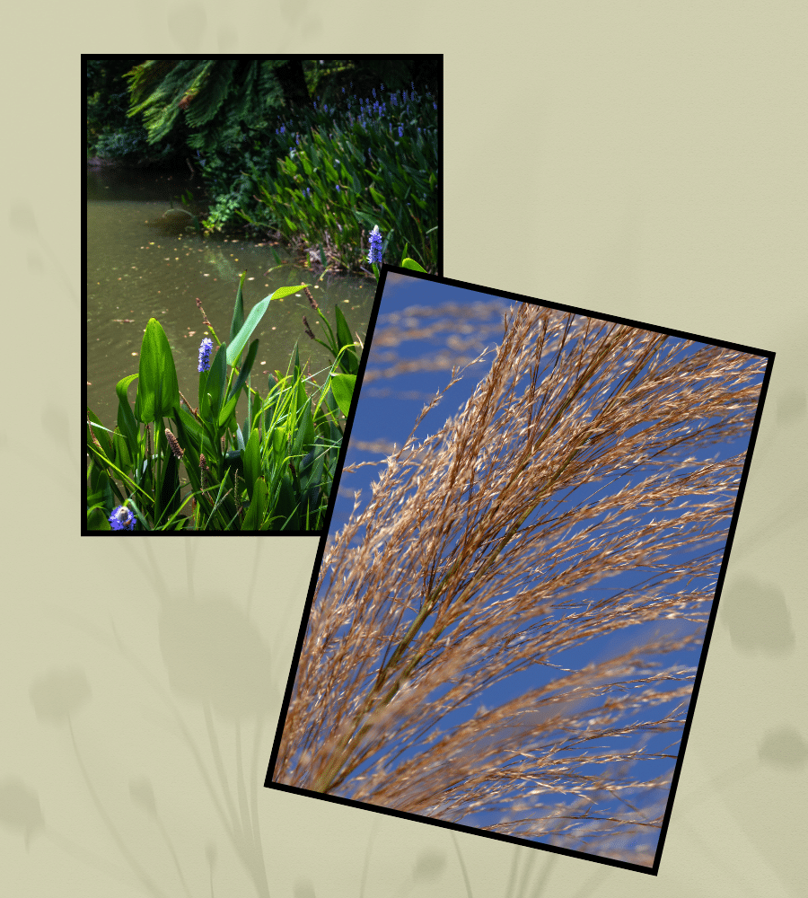 Water and wind add to garden texture