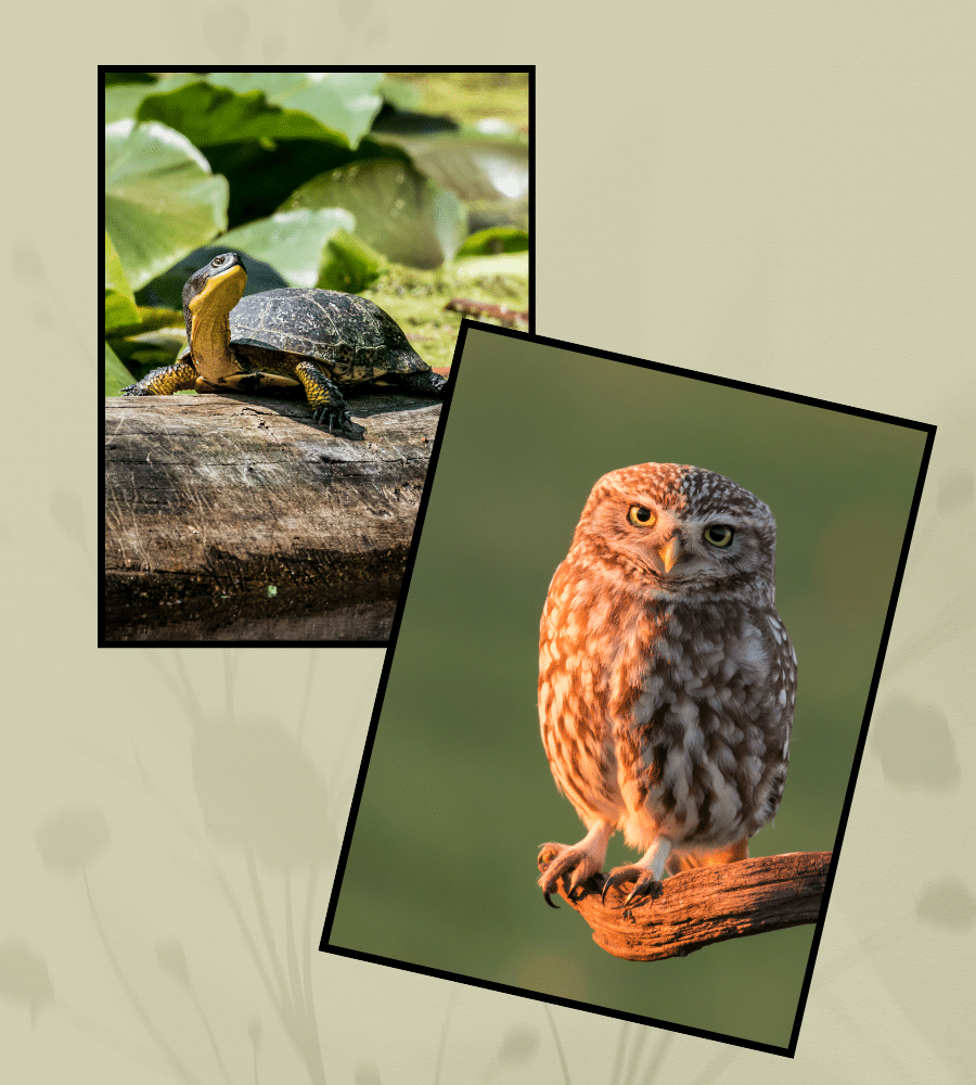 Plant texture improves biodiversity