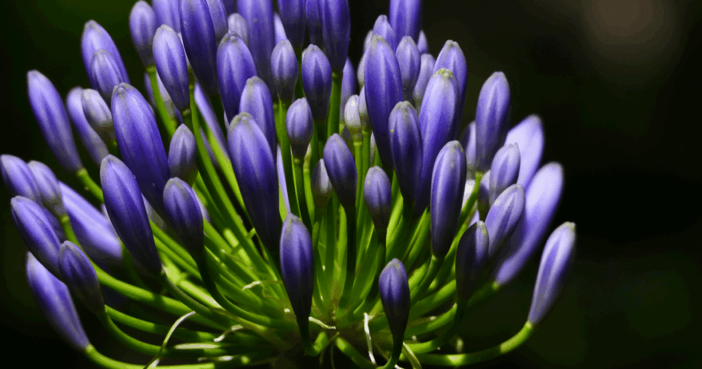 Buds ready to go