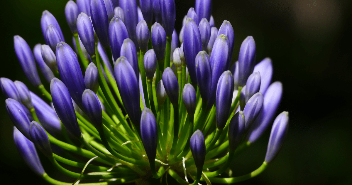 Buds ready to go