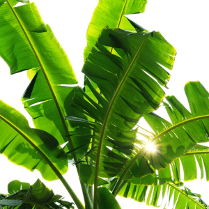 Lush, shady banana fronds