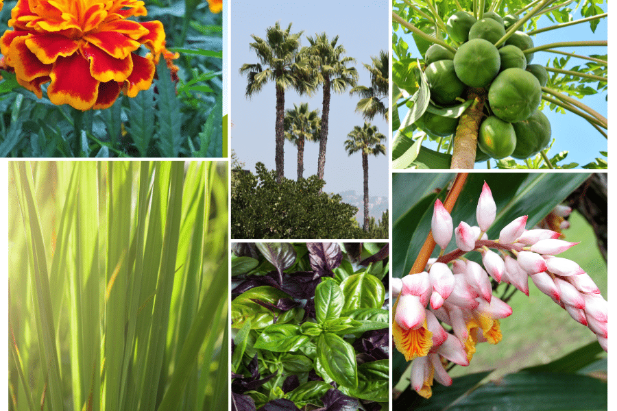 Various plants that enhance your ornamental banana