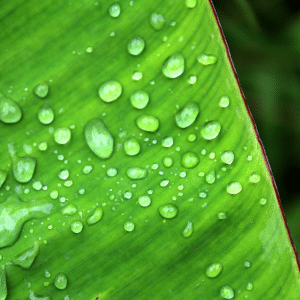 Wet banana leaf with water drops and ridges