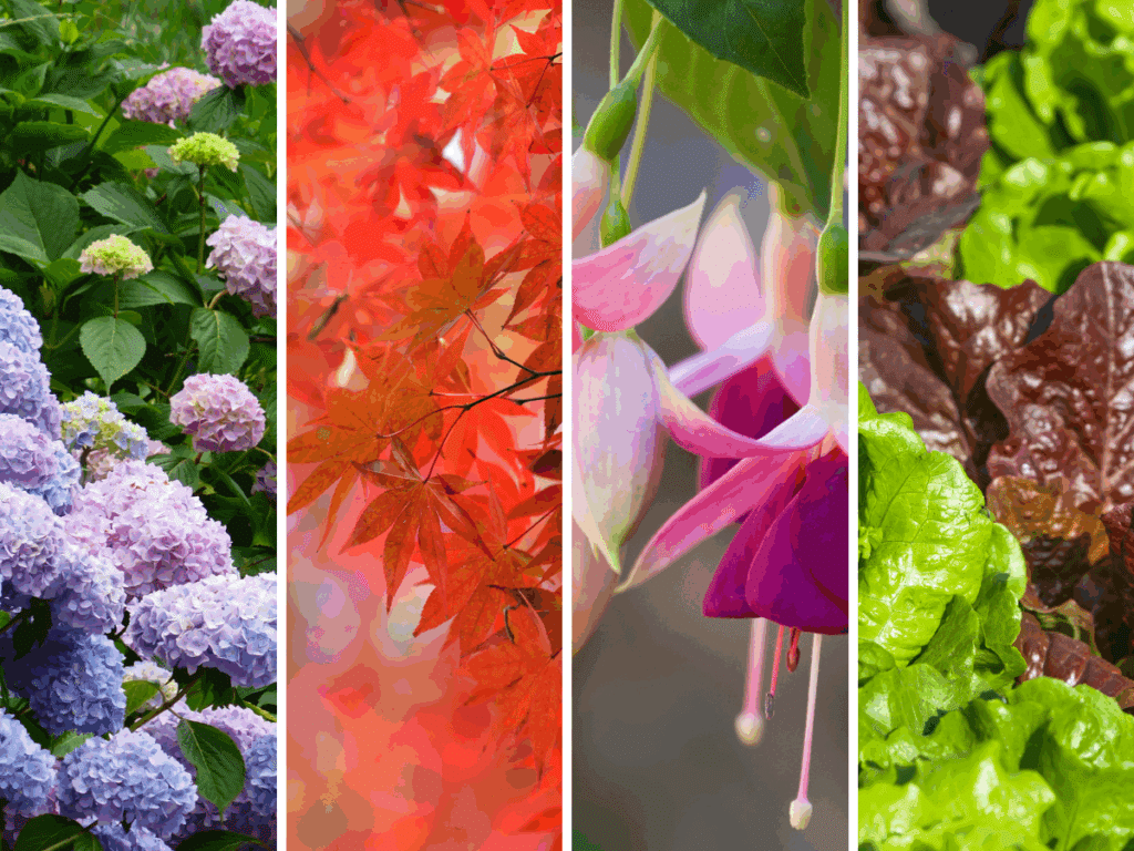 Four plants that are susceptible to heat damage
