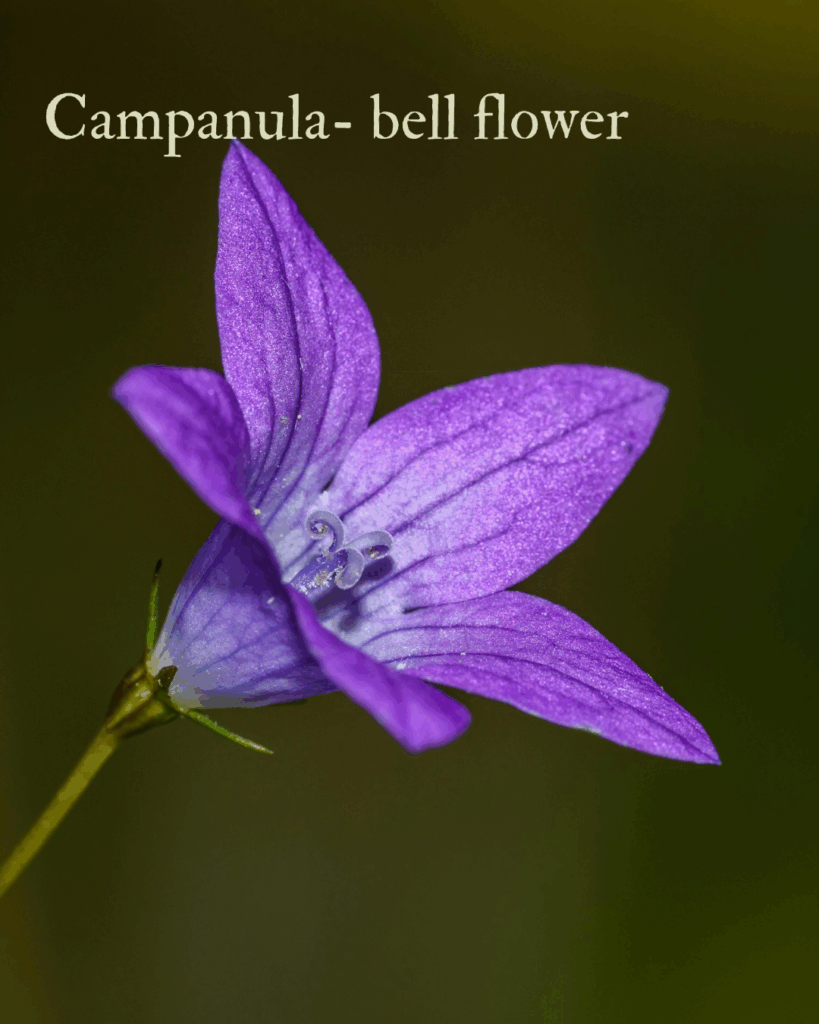 This is the campanula which can be deadheaded