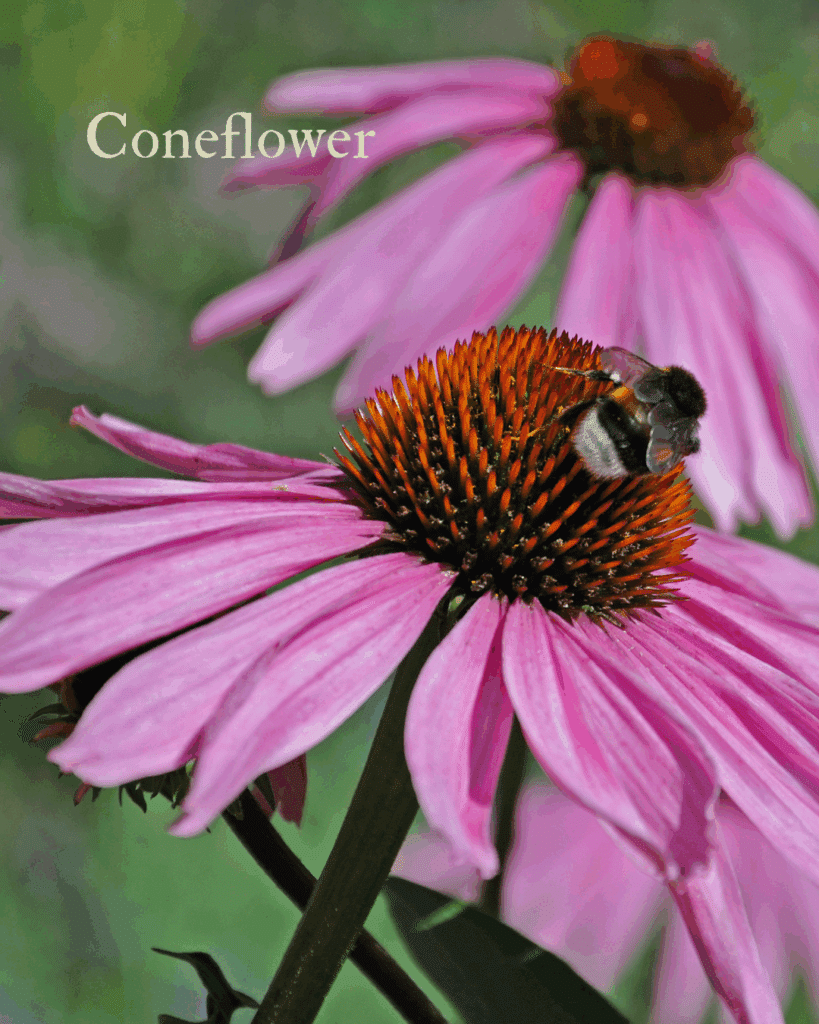 the blossoms of coneflower attracting pollinators