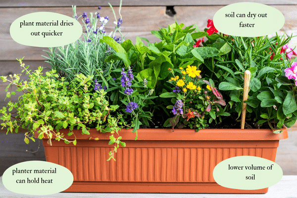 Why plants in countainers are more affected by heat