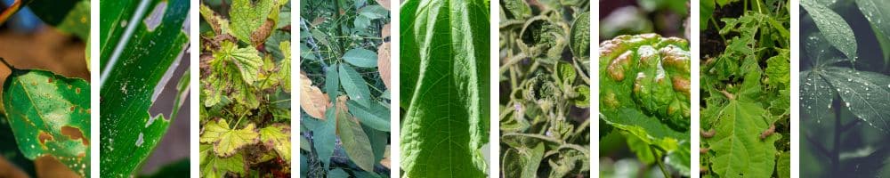 A Series of Images of Damaged Leaves