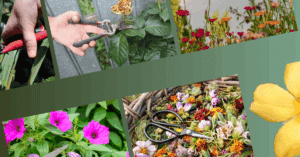deadheading plants