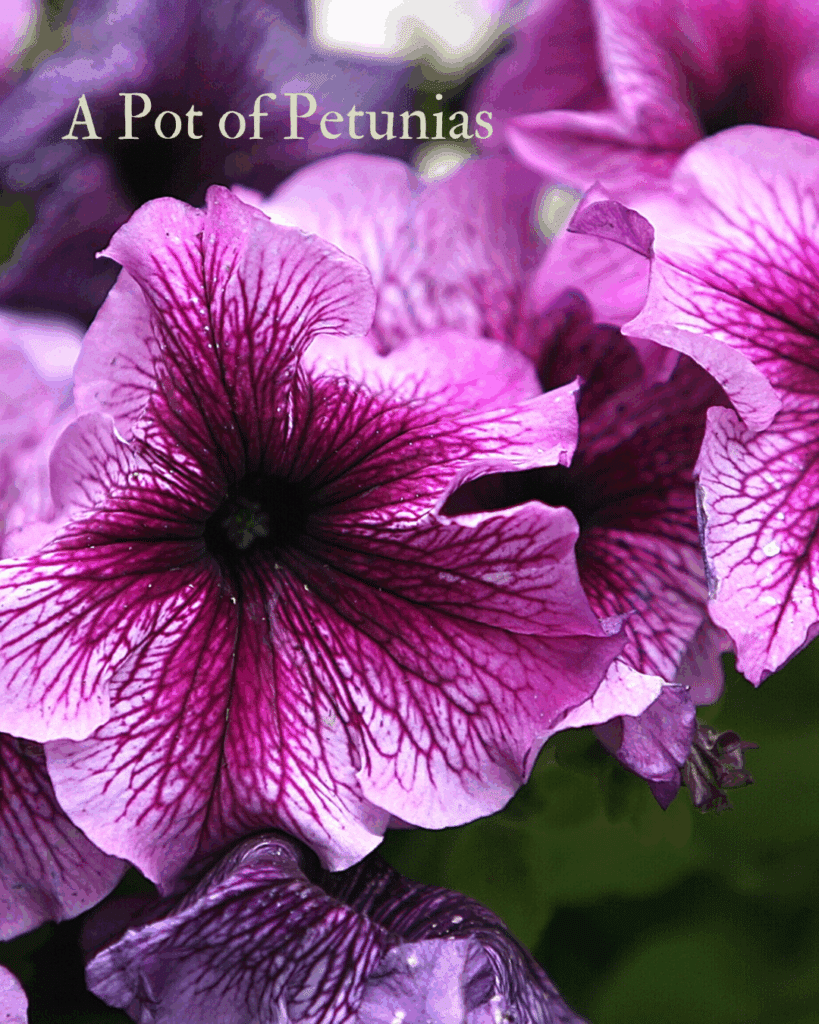 Petunia flowerss which benefit from deadheading
