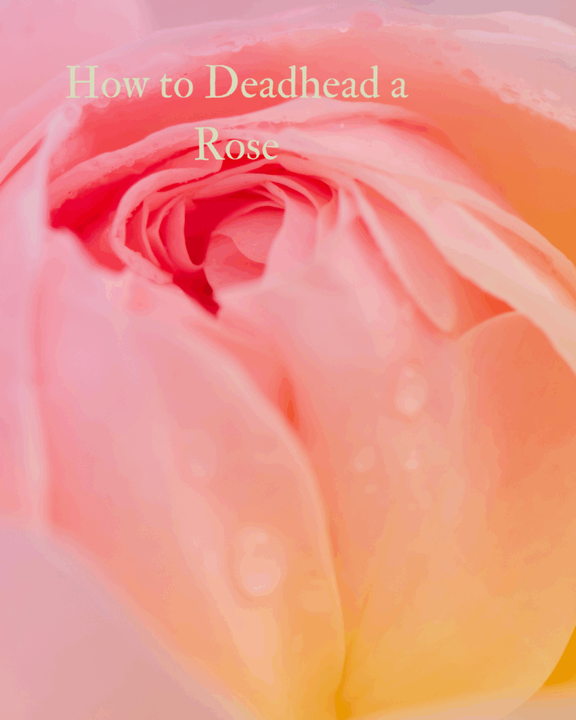 The rose will benefit greatly from deadheading, readh how here.