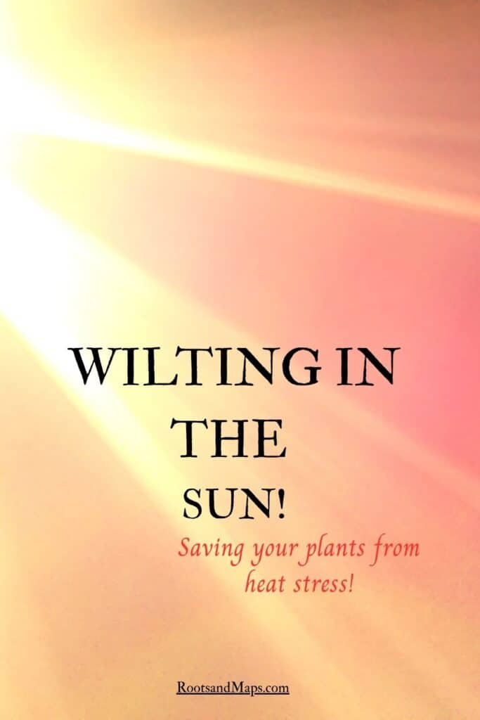Pinterest pin for saving hea stressed plants