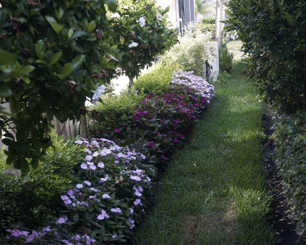 A narrow side entry with thriving plants and trees.