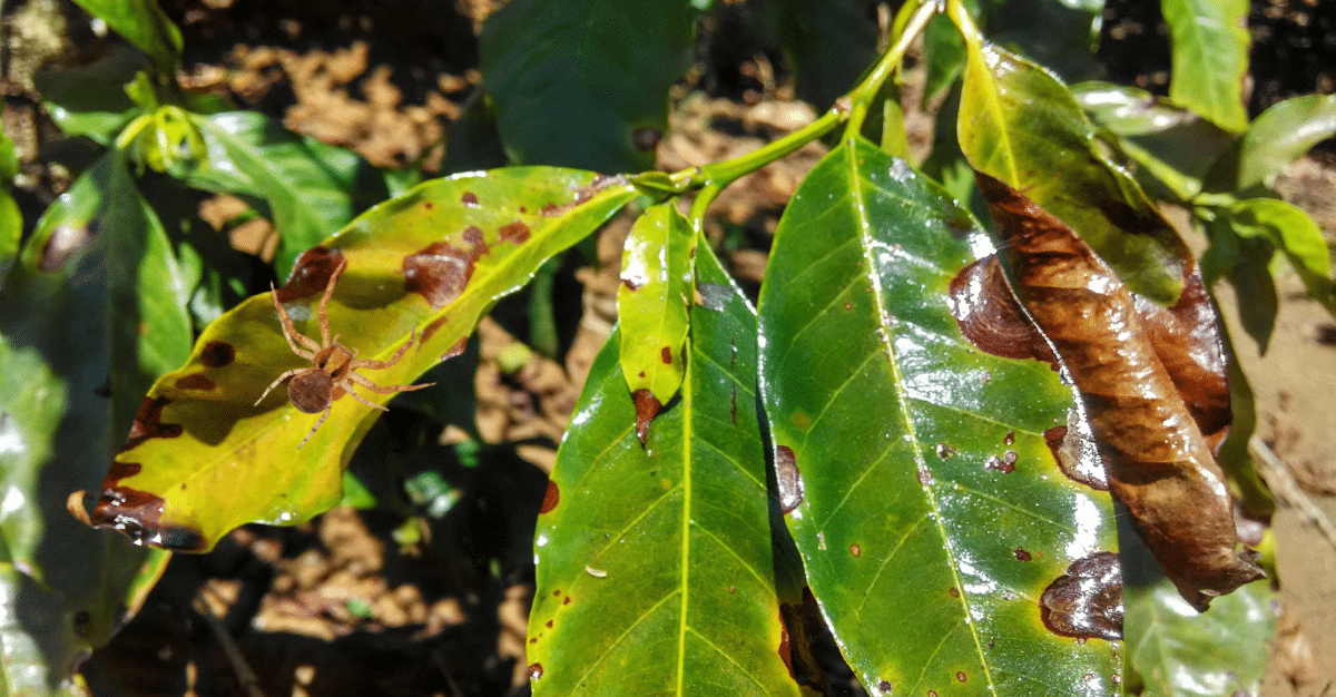 examples of damage to tropical plants following cold snaps