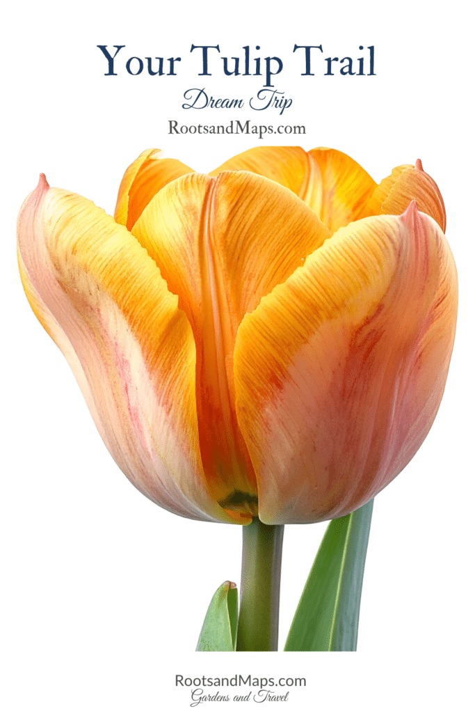 Your Tulip Trail Dream Trip