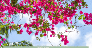 Image of Florida spring garden