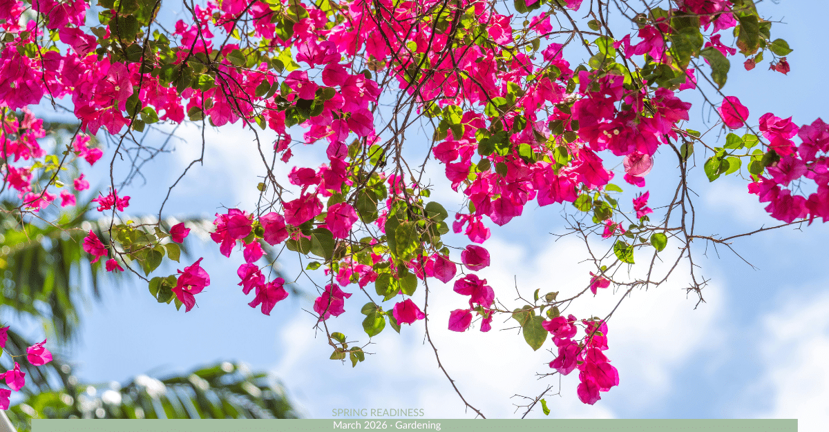 Image of Florida spring garden