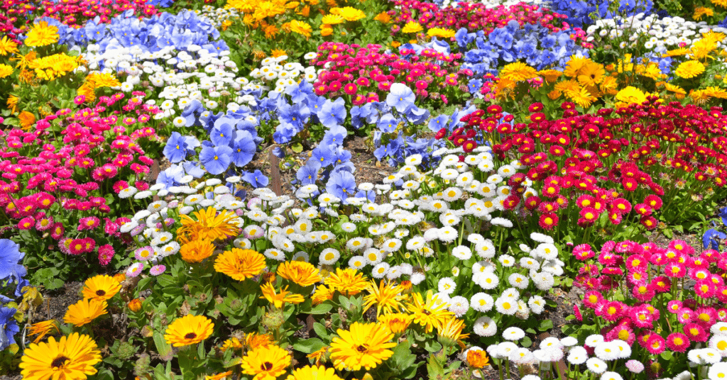 Bright and heat resistant annuals for your garden