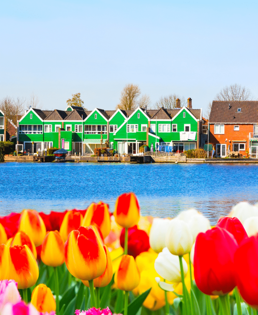 Tulips water pointy houses all together