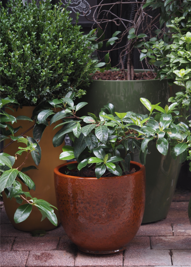 Three potted plants in green, yellow, and brown containers arranged together on a patio.