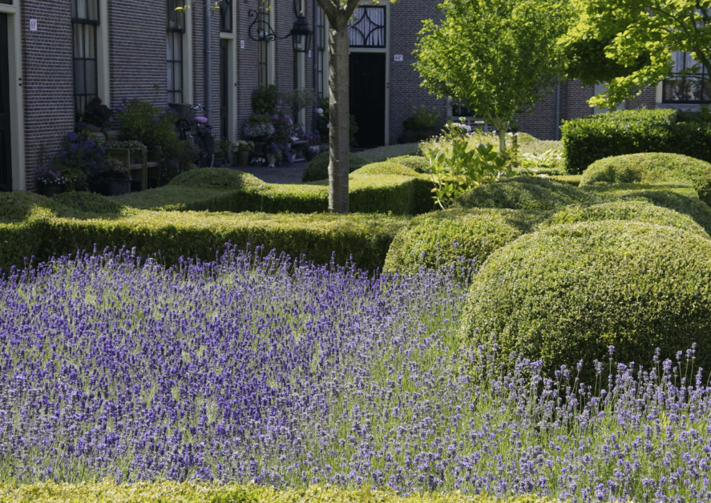 The shared garden of a historic residential hofje
