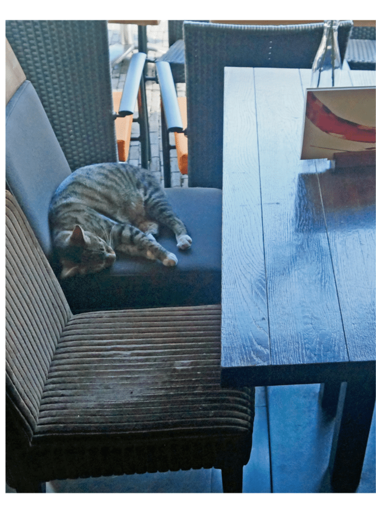 A cat sleeping on a chair at a café in Haarlem.