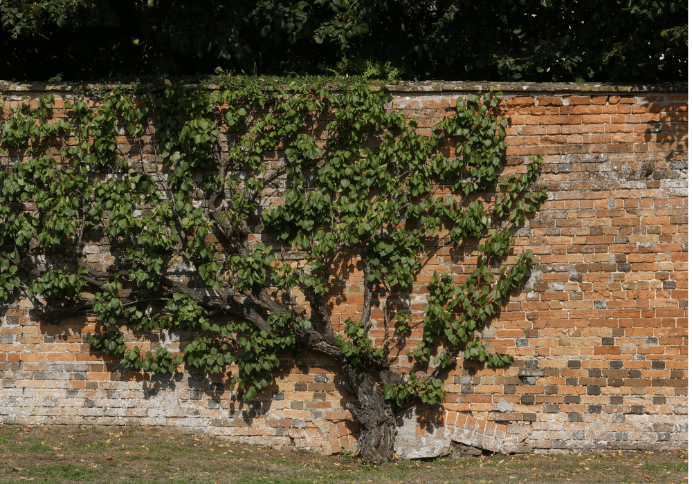 Espaliered fruit tree trained against a brick wall at Rousham House in Oxford, showing traditional pruning and geometric structure.