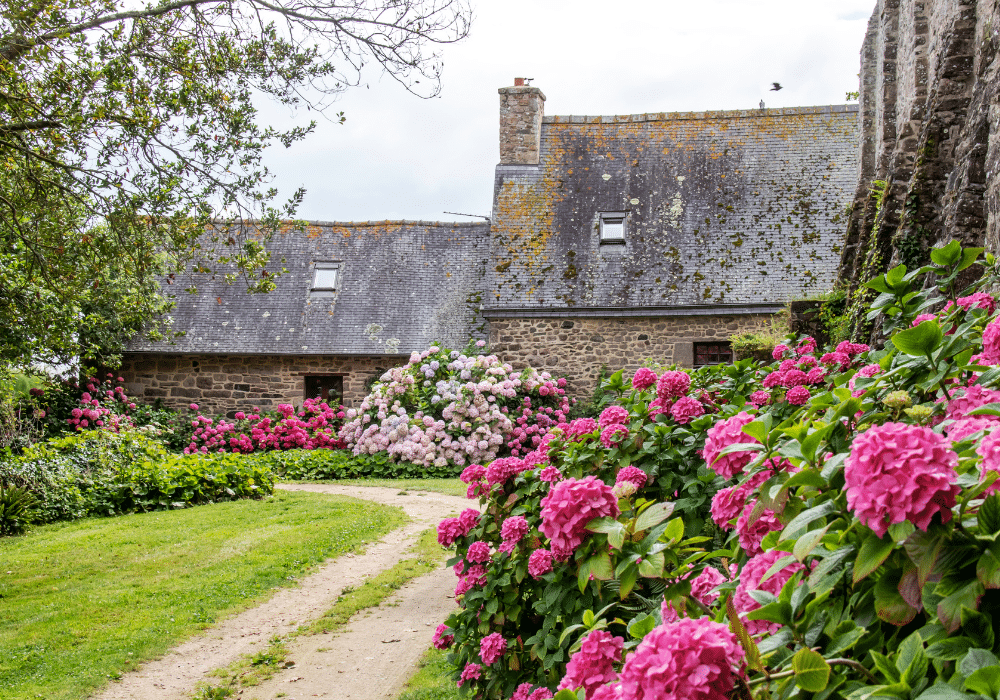 Pink and purple hydrangeas growing beside an old stone building, with a narrow path leading toward the house.