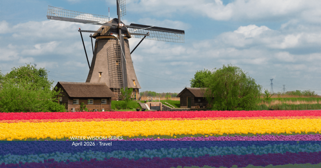 muticolored tulip fields