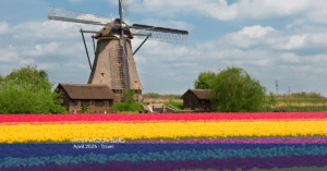muticolored tulip fields