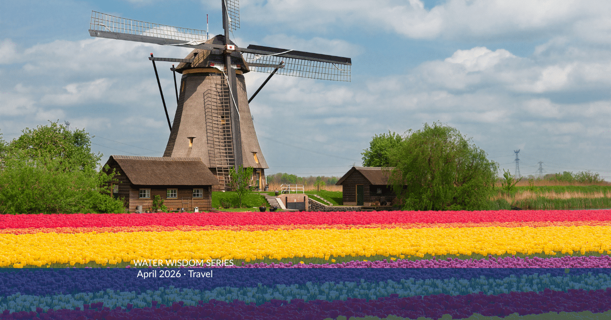 muticolored tulip fields