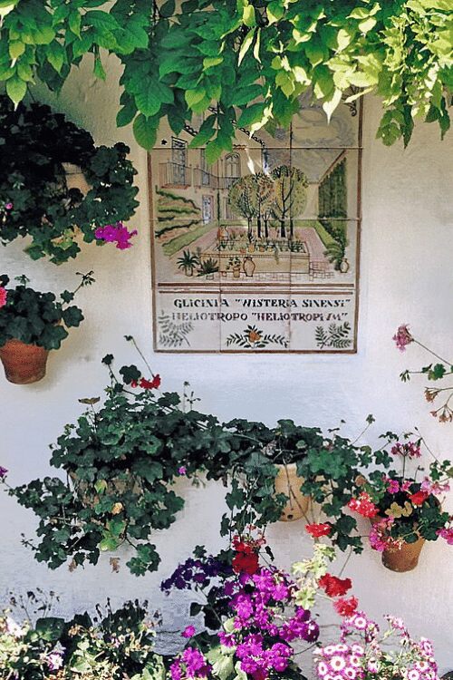 Terracotta pots with geraniums and ivy on a white wall beneath a hand‑painted ceramic tile mural.