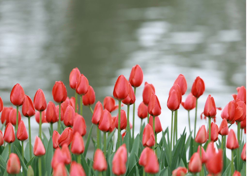 A mass of tulips in bloom in front of shimmering water.
