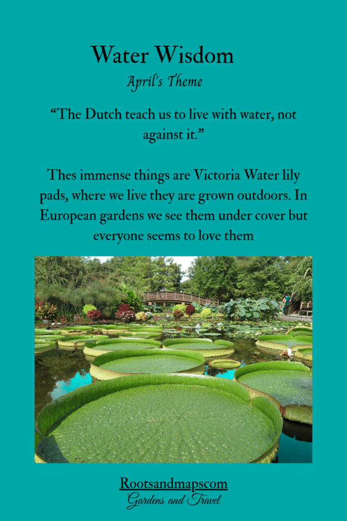 Image of huge Victoria water lilies,