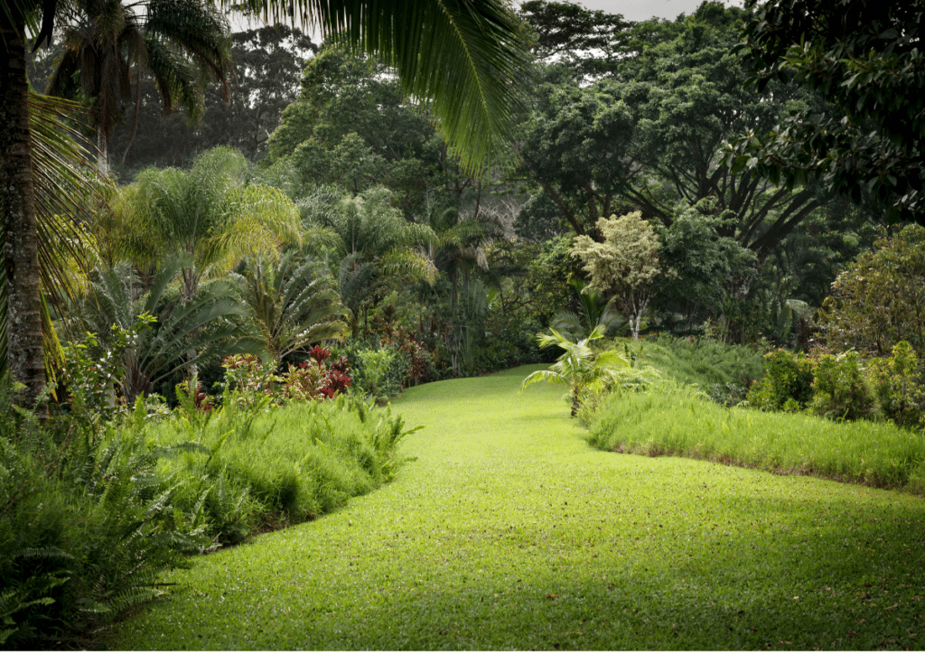 Shaded, cool green garden with dense foliage and a winding path, showing the refreshed look of a well‑tuned irrigation system.