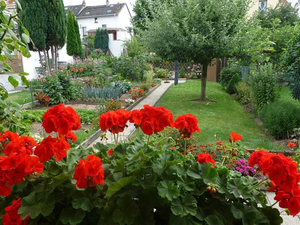 Horizontal photo of a German Hausgarten with red geraniums, mixed vegetable and flower beds, a small lawn, and surrounding hedges in a suburban neighborhood.
