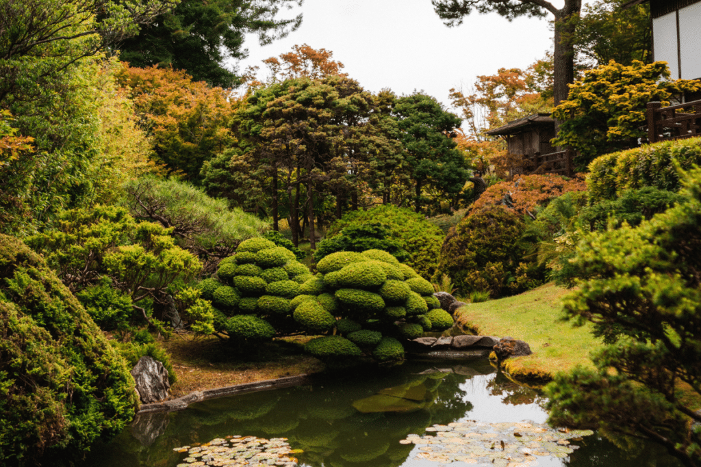 A classic green Japanese garden with moody water pond and shaped evergreen