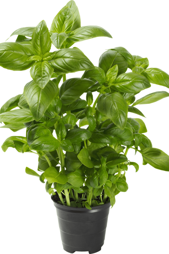 shiny basil plant
