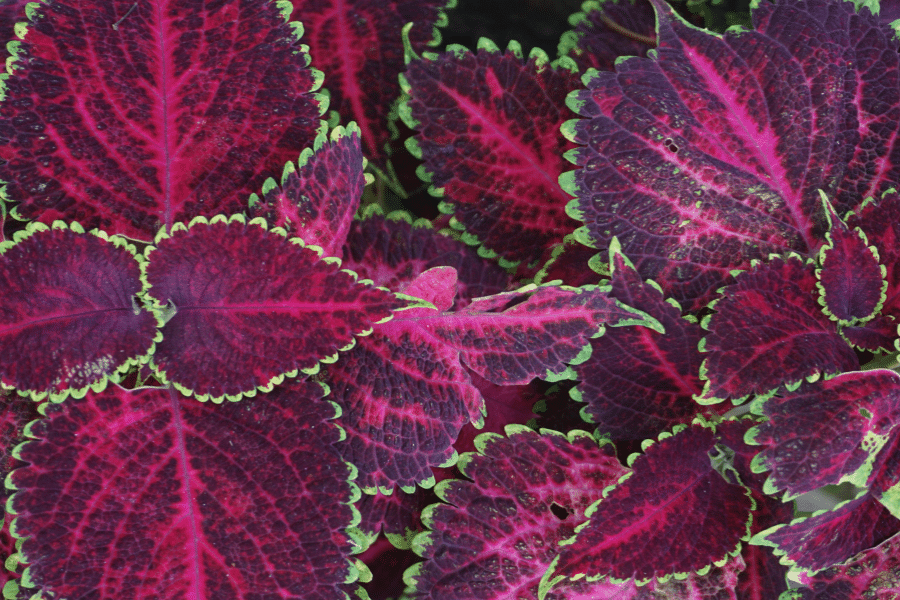 Velvety burgandy coleeus edged in lime green picotee